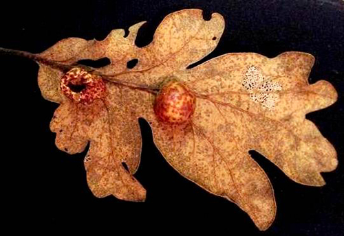 oak cherry gall